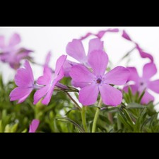 Phlox subulata 'Moerheimii' - Garten-Teppich-Flammenblume 'Moerheimii' - 9cm…