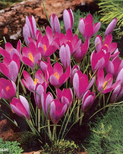 Rosa elfen krokusse - rosa,