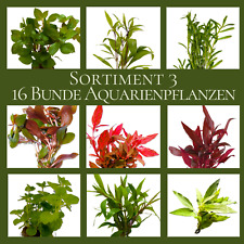 Wasserpflanzen Wolff 16 Bunde Aquariumpflanzen Sortiment für 200L Aquarium