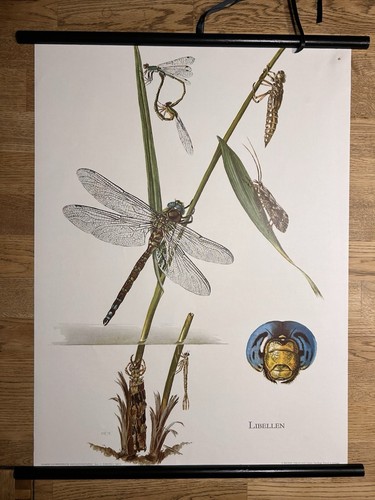 Libelle see fluss insekten - ,