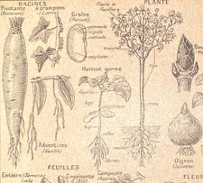 Alte Lithographie, Plante