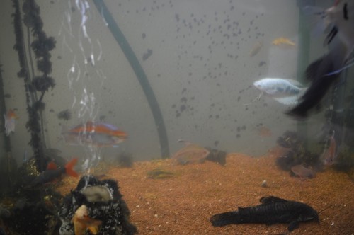 Aquarium komplett mit - aquarium,