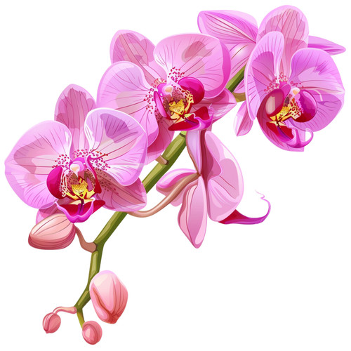 Wandtattoo aufkleber orchidee - wandtattoo,