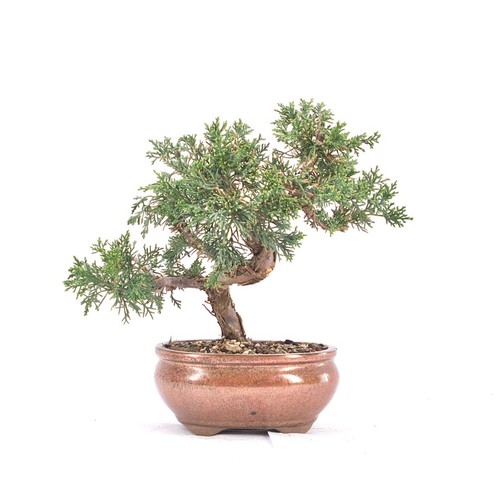 Bonsai chinesischer wacholder - bonsai,
