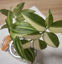 Tradescantia Yellow Hill 