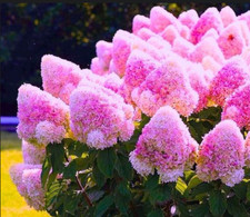 Hortensie VANILLE FRAISE Rispenhortensie Rosa Hydrangea paniculata