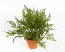 Farnbusch 26cm im Topf FI Kunstpflanzen künstlicher Farn Farnbusch Farnpflanze