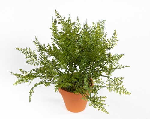 Farnbusch 26cm topf fi - farnbusch,