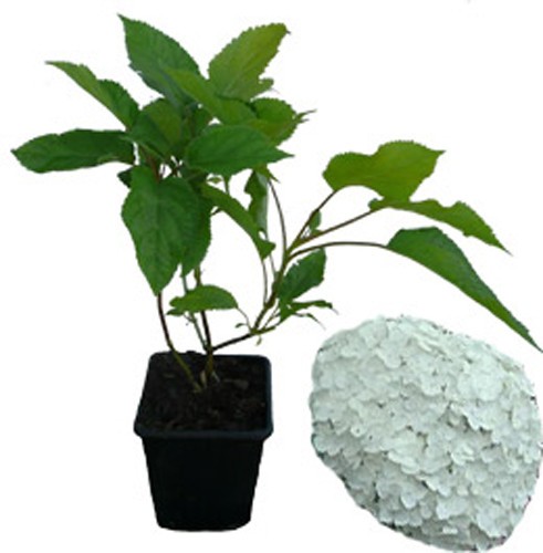 Schneeball hortensie annabelle - schneeball-hortensie,
