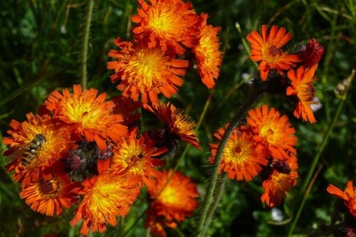 Habichtskraut orange