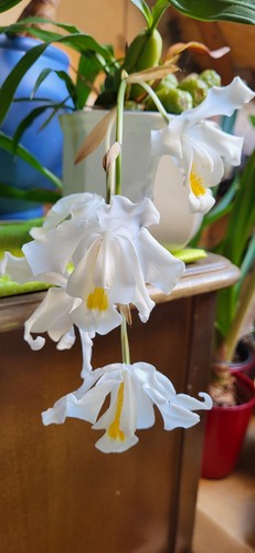 Coelogyne cristata große - coelogyne, cristata,