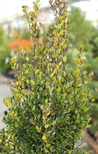 Stechpalme ilex meserveae - stechpalme,