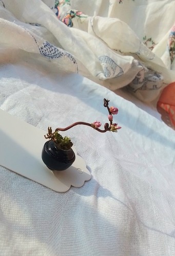 Miniatur bonsai gedrechselte - miniatur,