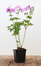 Geranium gracile 'Sirak', Storchschnabel, rosa, ca. 9x9 cm Topf
