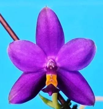 6288 phalaenopsis - pf-6288:,
