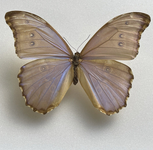 Entomologie morpho godarti - entomologie*morpho,