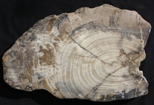 Grosses versteinertes holz - versteinertes,