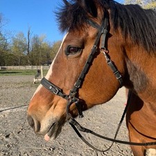 Synthetik, Biothane, englische