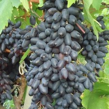 pilzfeste Weintraube  Weinrebe