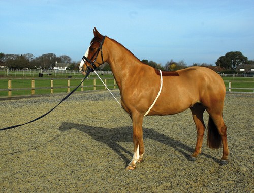Longier trainingssystem - &,