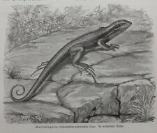 Maskenleguan  Leiocephalus personatus Holzstich 1912 Leguan  Reptilien 