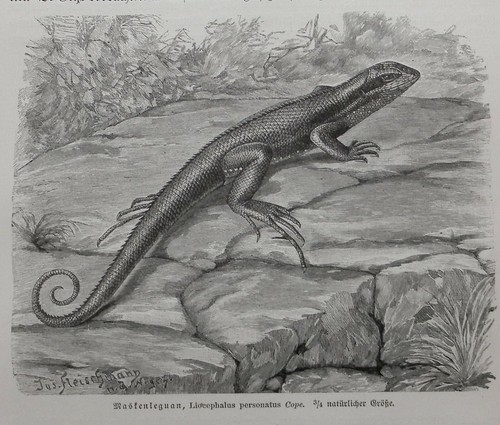 Maskenleguan leiocephalus - maskenleguan,