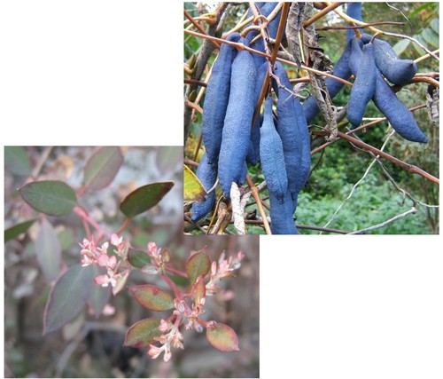 Samen sparset eukalyptus und - sparset,