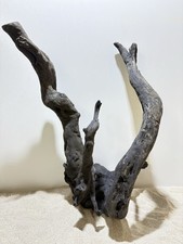 Schwarze Moorwurzel XL