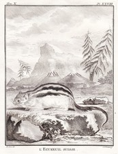 Ecureuil Eichhörnchen