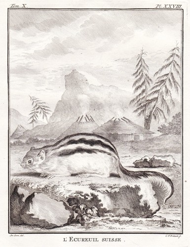 Ecureuil eichhörnchen - ecureuil,