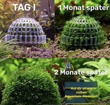 Mooskugel Dekomooskugel