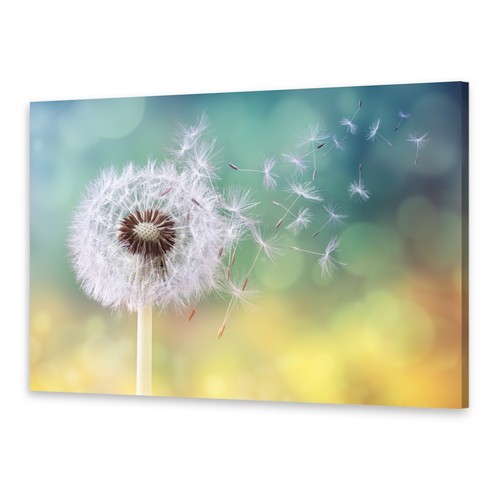 Leinwand bilder wandbild druck - leinwand-bilder,