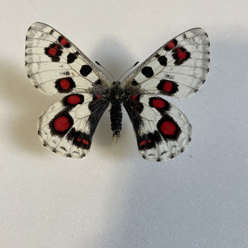 Entomologie parnassius nomion - entomologie*parnassius,
