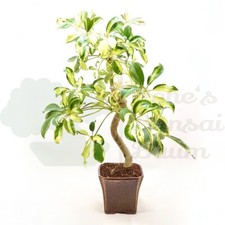 BONSAI Gelbbunte Strahlenaralie 'Schefflera arboricola' inkl. Schale. Indoor