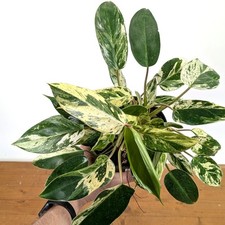 Philodendron Emerald King -