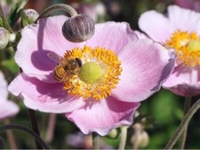 Garten Herbst Anemone Anemone