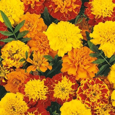 Studentenblume Bonita MIX 1000