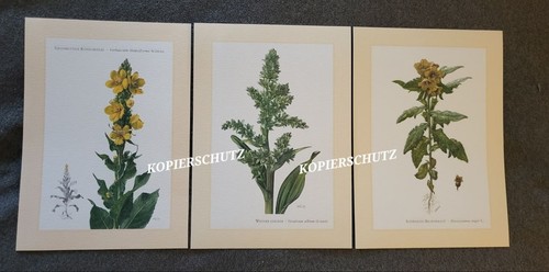 3er set grossblütige - 3er-set,
