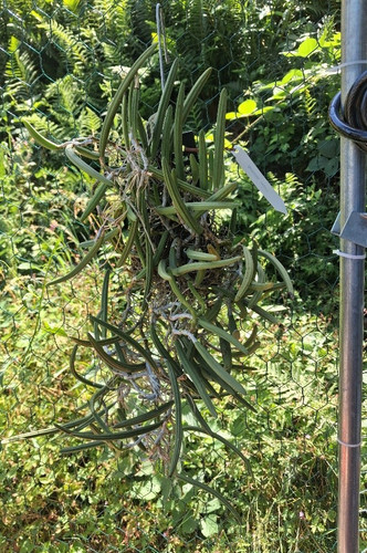 Dendrobium wassellii xxl - wassellii,