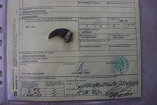 Schwarzbärkralle Bärenkralle