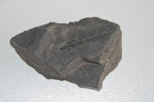 Versteinerung / Fossilie: Pflanze