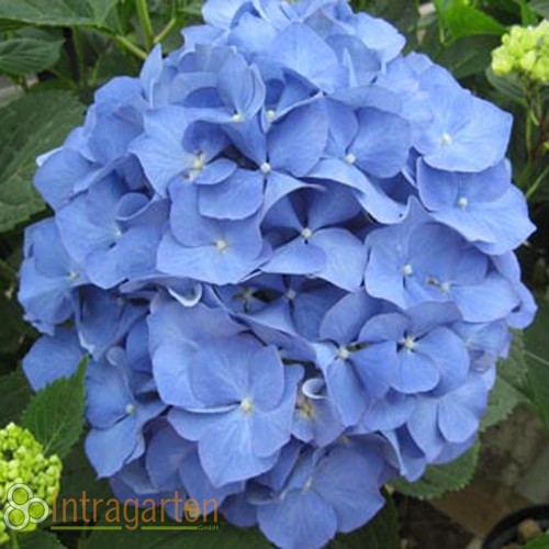 Hydrangea macrophylla - hydrangea,