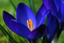 Schneekrokusse deep blue - schneekrokusse, deep-blue