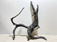 Schwarze Moorwurzel XL