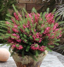 10x Cornwallheide Red Delight - Erica vagans