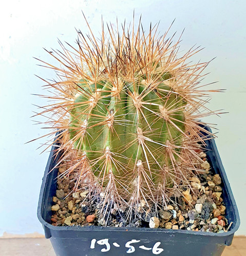 Eriosyce curvispina var