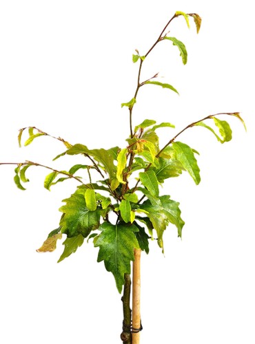 Fagus sylvatica sandrode 80 - sylvatica, "sandrode"