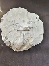 Wurzel Seelilie Silur Waldron