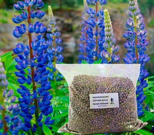 Lupinen blaue probor - lupinen,