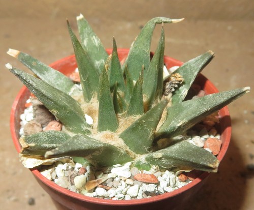 Ariocarpus horacekii jaumave - ariocarpus,